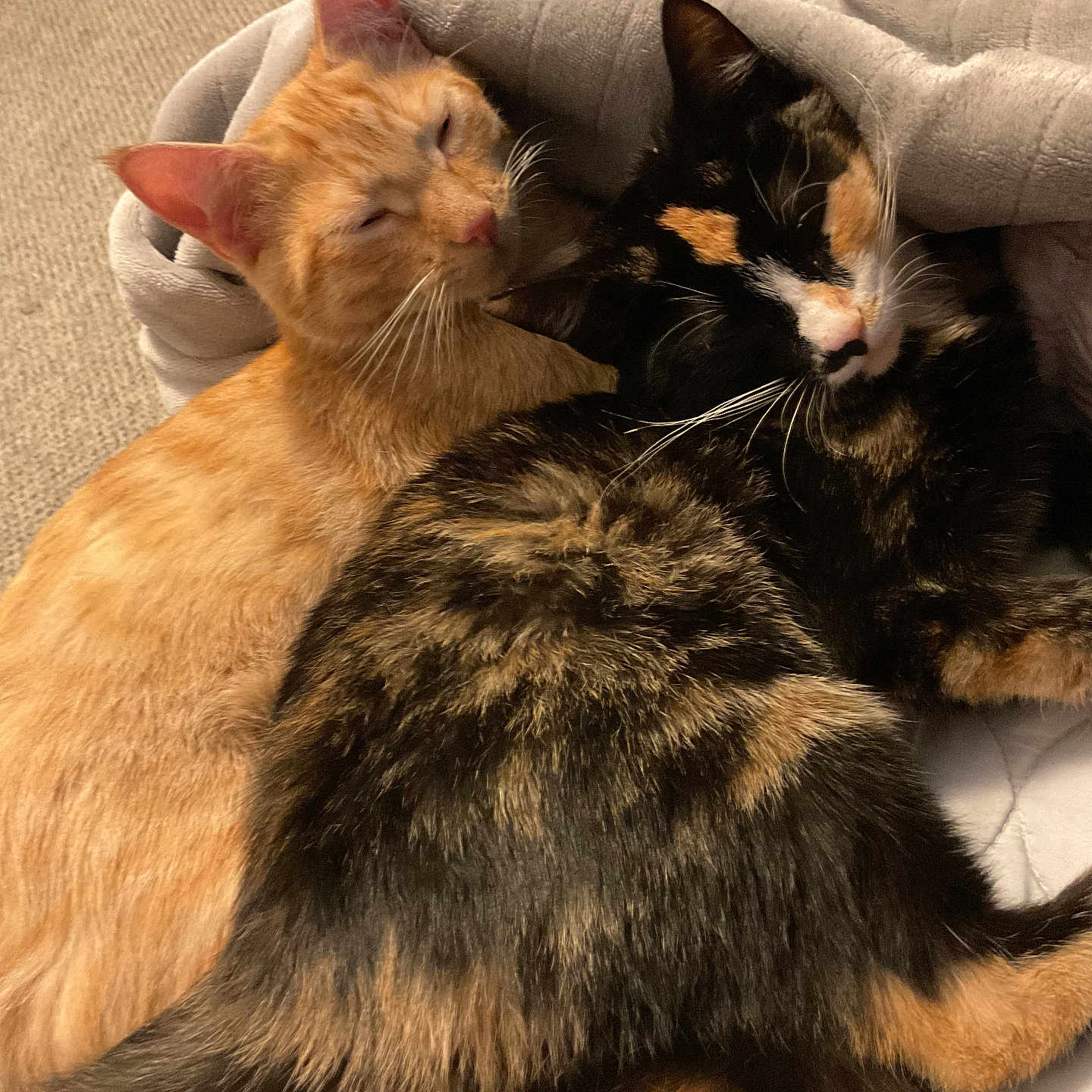Papaya And Coco