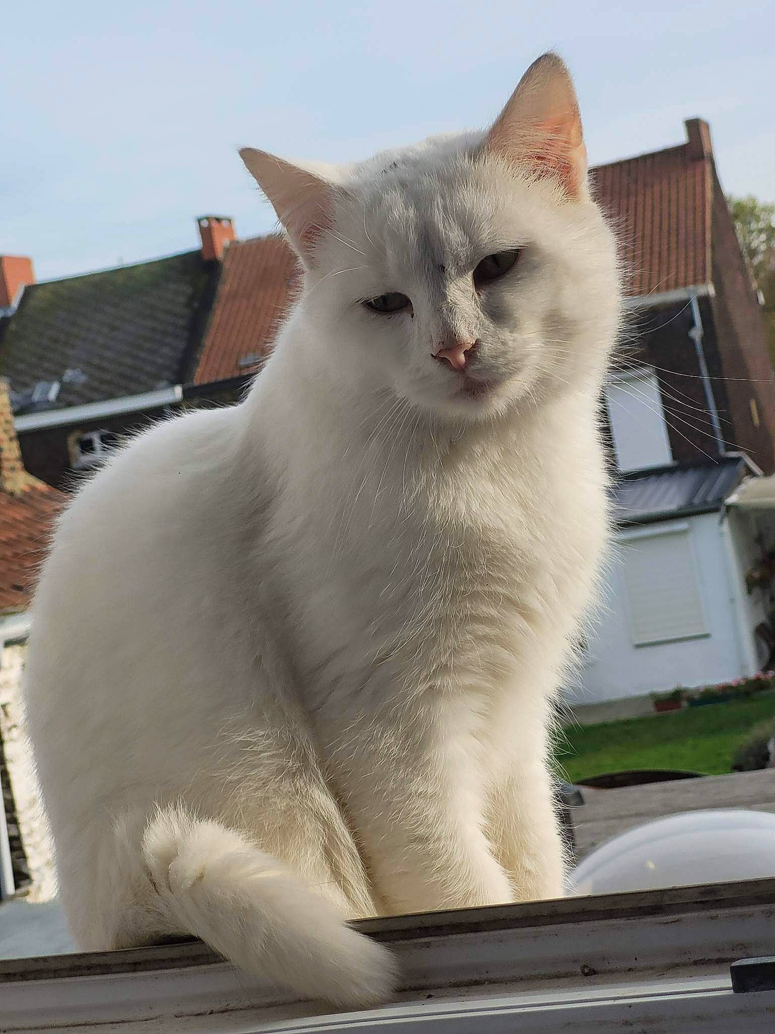 Flocon a rejoint le concours — aidez-le/la à gagner de superbes lots ! carnivore, cat, domestic_short_haired_cat, felidae, fur, mammal, sky, small_to_medium_sized_cats, snout, tail, terrestrial_animal, whiskers, window, windshield