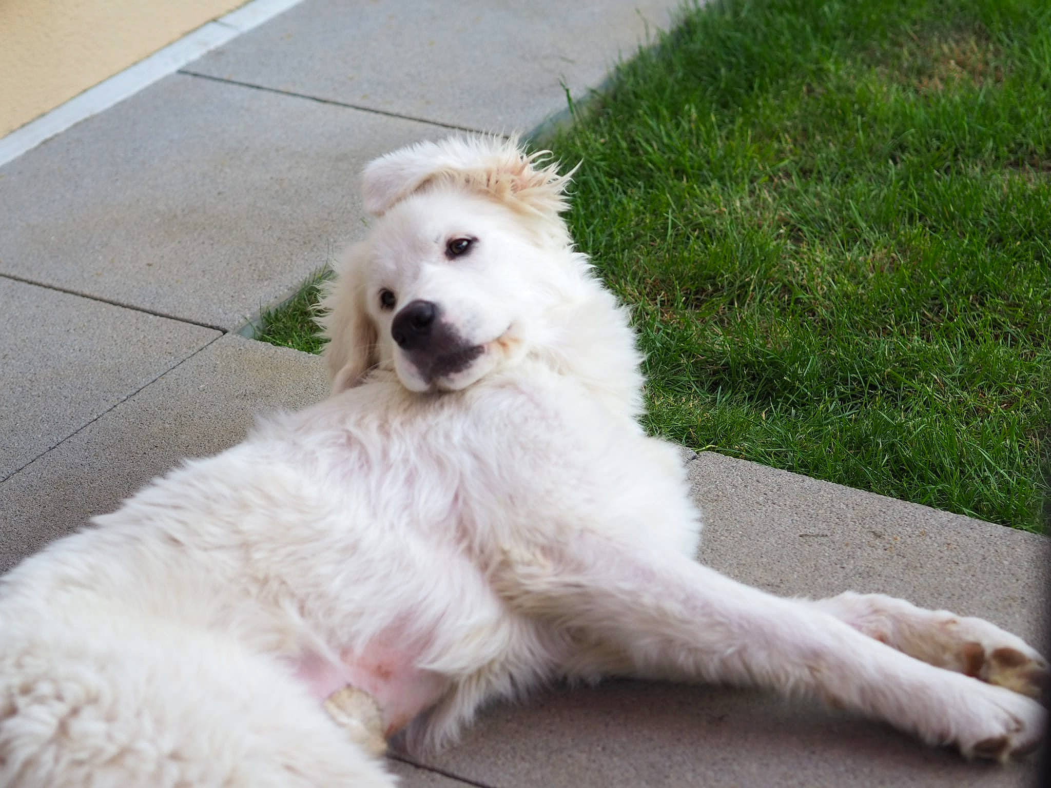 Tia a rejoint le concours — aidez-le/la à gagner de superbes lots ! carnivore, companion_dog, dog, dog_breed, dog_collar, fang, fur, grass, kuvasz, paw, plant, road_surface, small_terrier, sporting_group, street_dog, tail, terrestrial_animal, terrier, toy_dog, working_animal