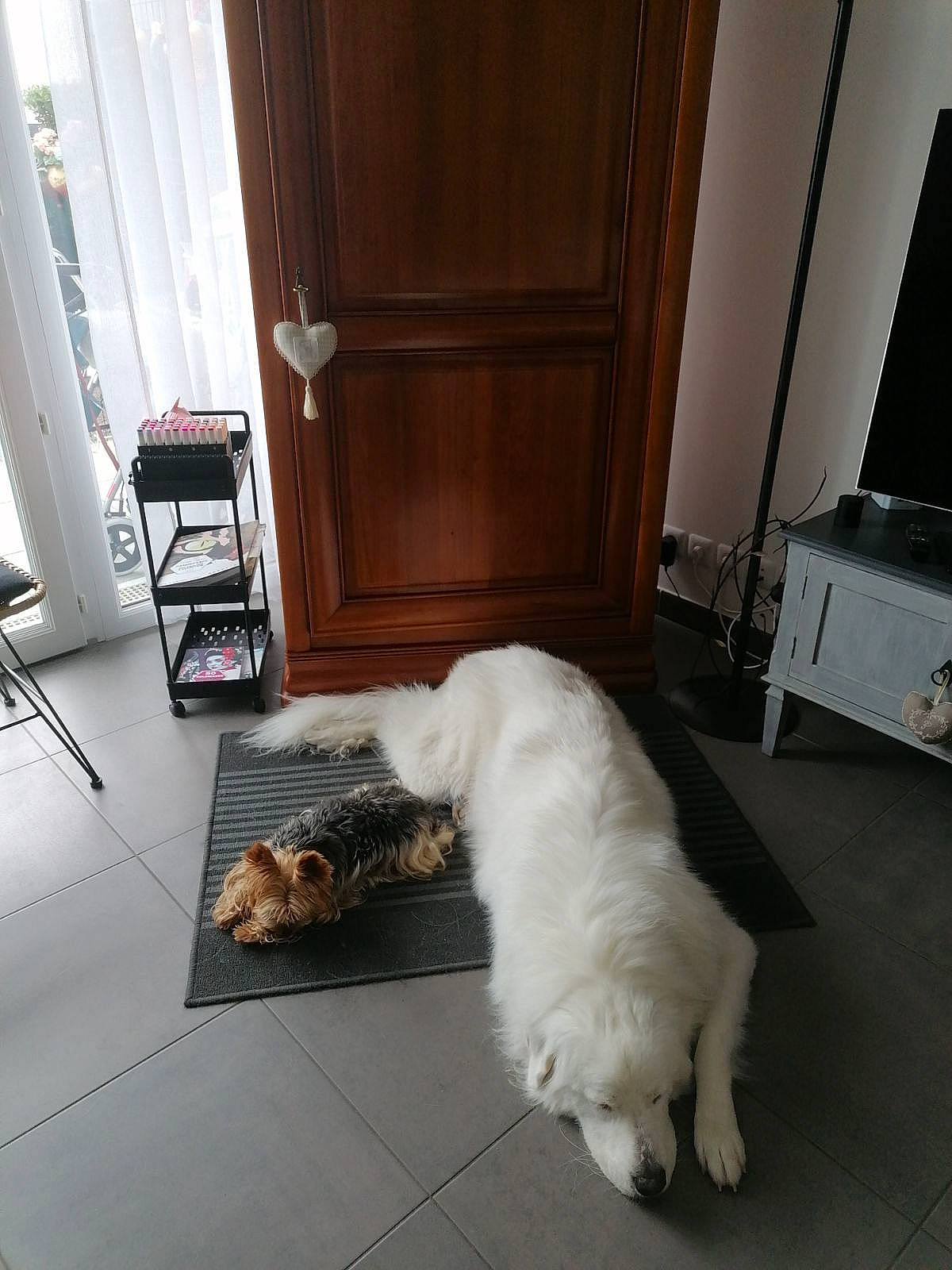 Tia participe au concours pour gagner de l'argent avec cette photo : cabinetry, carnivore, comfort, companion_dog, dog_breed, door, felidae, floor, flooring, fur, hardwood, interior_design, laminate_flooring, room, small_to_medium_sized_cats, sporting_group, tail, whiskers, wood, wood_flooring