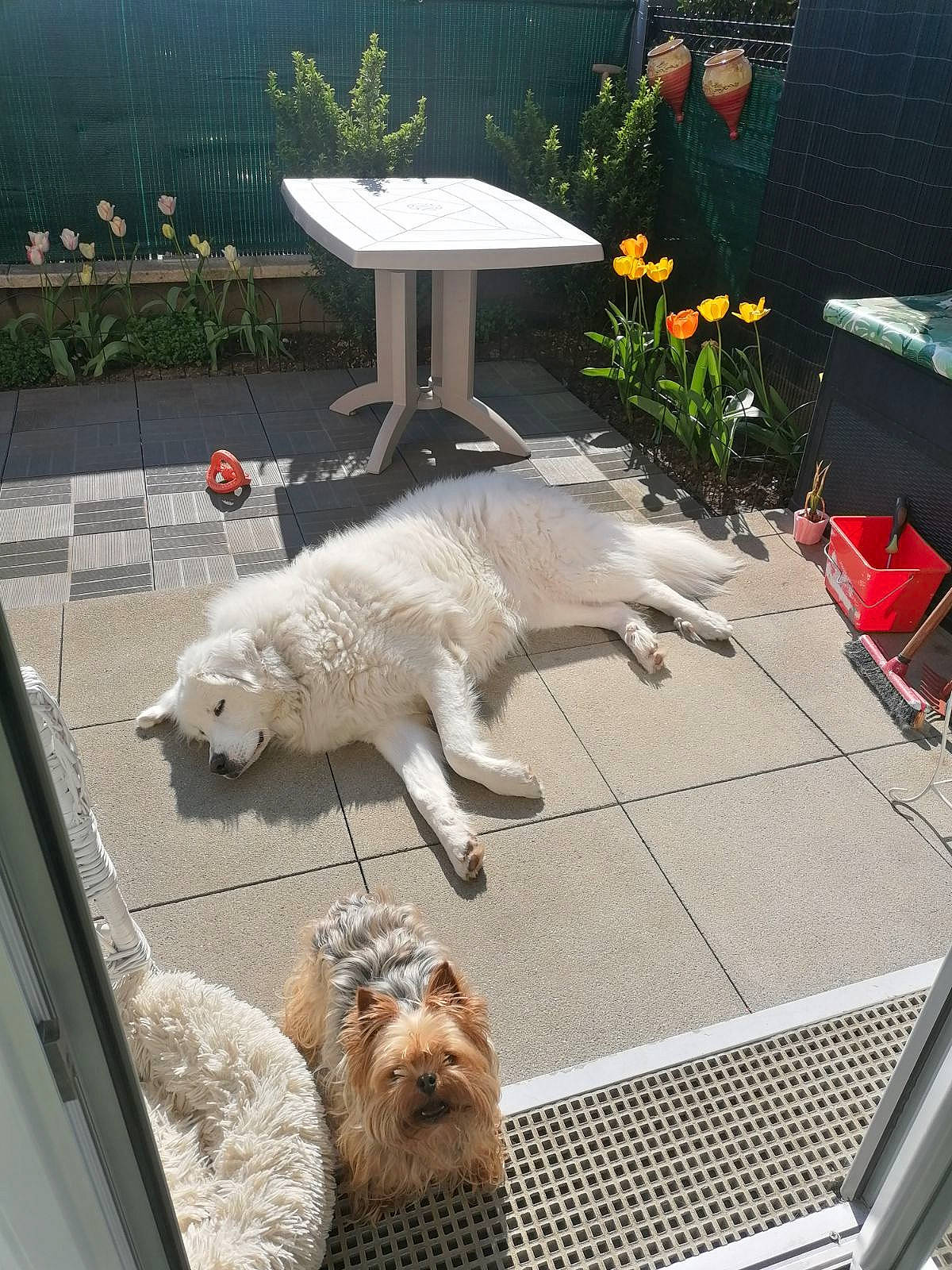 Tia participe au concours pour gagner de l'argent avec cette photo : carnivore, chair, claw, companion_dog, dog_breed, fawn, felidae, flooring, fur, mammal, outdoor_furniture, outdoor_table, plant, polar_bear, sidewalk, small_to_medium_sized_cats, sporting_group, table, tail, terrestrial_animal