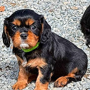 Bijou a rejoint le concours — aidez-le/la à gagner de superbes lots ! animal, black_and_tan, black_fur, brown_markings, cavalier_king_charles_spaniel, collar, cute, dog, floppy_ears, gravel, green_collar, ground, long_hair, outdoor, pet, photobomb, portrait, puppy, sitting, white_markings