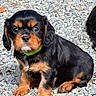 animal, black_and_tan, black_fur, brown_markings, cavalier_king_charles_spaniel, collar, cute, dog, floppy_ears, gravel, green_collar, ground, long_hair, outdoor, pet, photobomb, portrait, puppy, sitting, white_markings