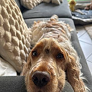 Parker participe au concours pour gagner de l'argent avec cette photo : armrest, canine, close_up, comfort, couch, cozy, daylight, decor, dog, fur, home, indoor, living_room, pet, pillows, relaxed, resting, sleepy, soft, texture