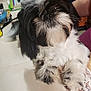 Champion Champ joined the competition — help win amazing prizes! dog, shih_tzu, black_and_white, fur, pet, indoor, floor, tile, collar, bell, paw, animal, cute, small_dog, household, chair, relaxed, close_up, companion, friendly