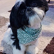 Champion Champ is registered to the contest to win money with this photo: dog, black_and_white, bandana, pet, indoor, carpet, cute, small_dog, fur, head_tilt, animal, companion, domestic_animal, adorable, mammal, looking_up, fluffy, friendly, sitting, house