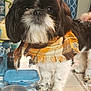 Champion Champ joined the competition — help win amazing prizes! dog, scarf, black_and_white, plaid, pet, animal, indoor, curtains, plant, floor, tile, container, water_bowl, fur, cute, small_dog, companion, cozy, home, curious