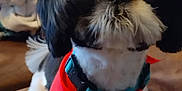 Champion Champ joined the competition — help win amazing prizes! dog, pet, black_and_white, bandana, collar, tags, indoor, couch, blanket, fur, small_dog, cute, animal, houseplant, brown, furniture, companion, domestic, standing, cozy