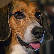 Richie joined the competition — help win amazing prizes! dog, beagle, close_up, portrait, animal, pet, tongue_out, brown_eyes, fur, ears, snout, happy, indoor, blurred_background, canine, face, muzzle, whiskers, domestic_animal, cute