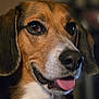 dog, beagle, close_up, portrait, animal, pet, tongue_out, brown_eyes, fur, ears, snout, happy, indoor, blurred_background, canine, face, muzzle, whiskers, domestic_animal, cute