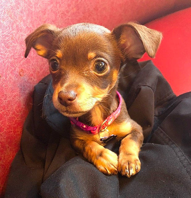 Holley is registered to the contest to win money with this photo: canidae, carnivore, chihuahua, companion_dog, dog, dog_breed, ear, fawn, german_pinscher, mammal, miniature_pinscher, pinscher, prazsky_krysarik, puppy, puppy_love, russkiy_toy, snout, toy_dog, vertebrate