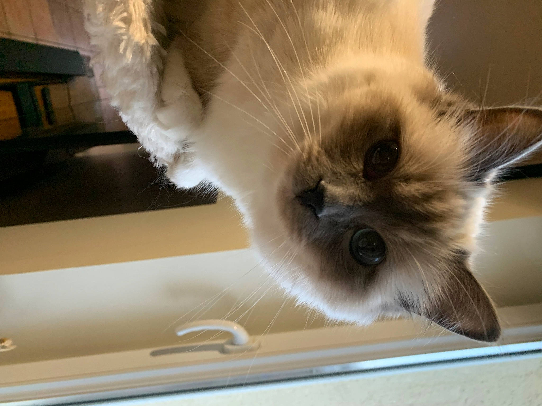 Ubelle a rejoint le concours — aidez-le/la à gagner de superbes lots ! balinese, birman, carnivore, cat, claw, fawn, felidae, fur, paw, ragdoll, siamese, small_to_medium_sized_cats, snout, tail, thai, tonkinese, whiskers, wood