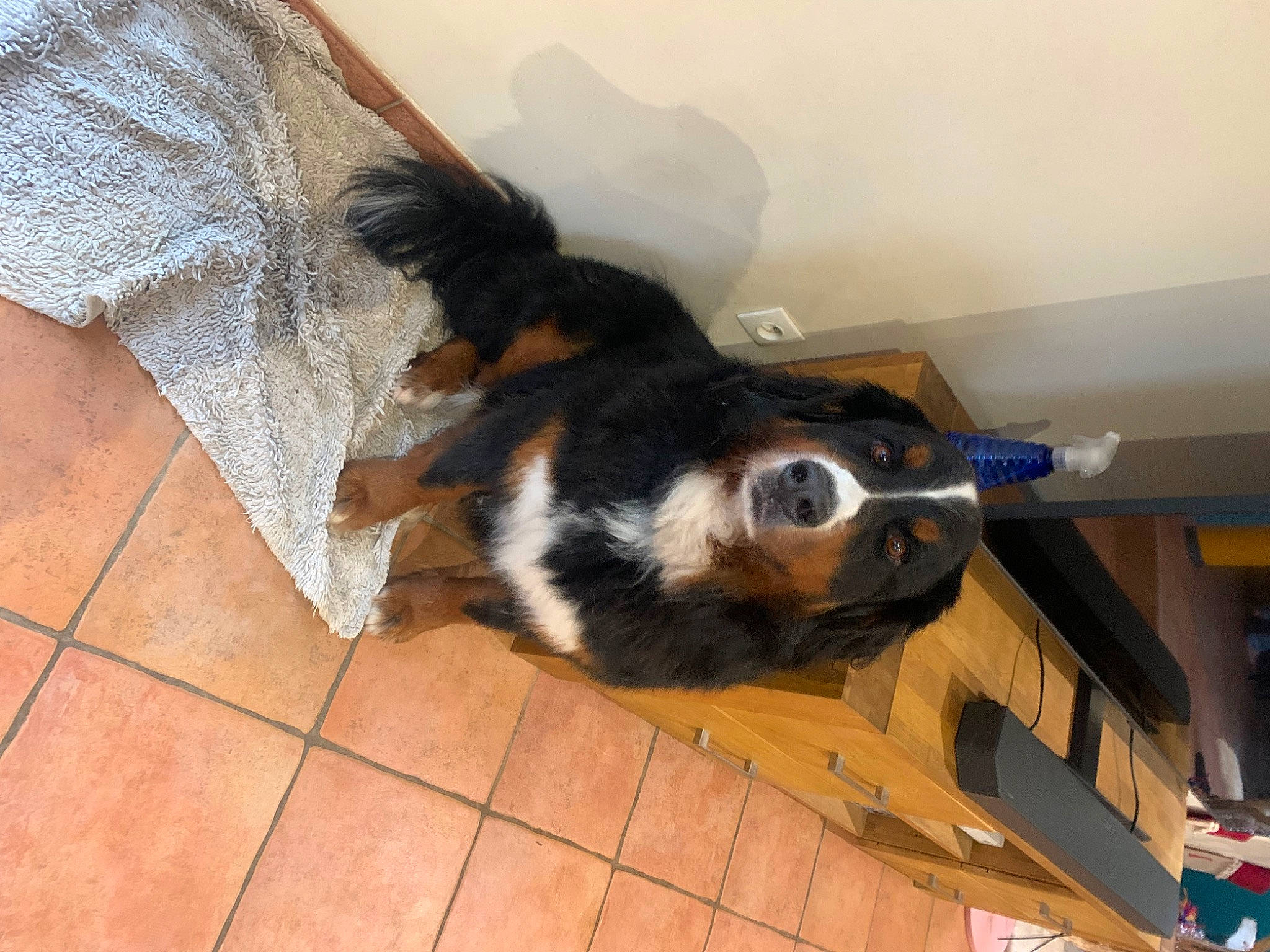 Prada participe au concours pour gagner de l'argent avec cette photo : canidae, carnivore, collar, companion_dog, dog, dog_breed, fawn, floor, flooring, fur, hardwood, room, snout, sporting_group, tail, whiskers, wood, working_animal, working_dog