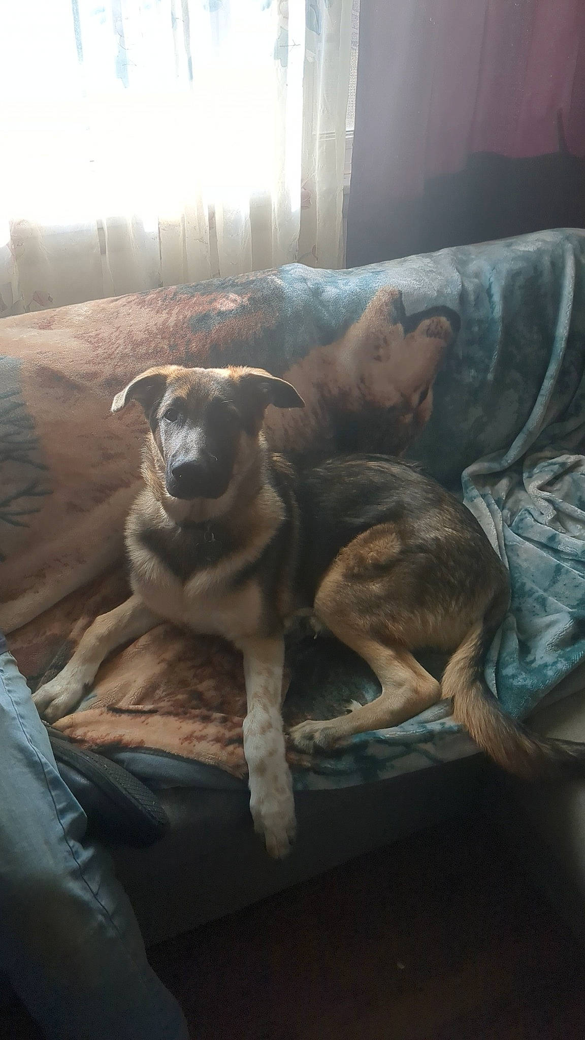 Bear is registered to the contest to win money with this photo: bored, canidae, carnivore, comfort, companion_dog, couch, dog, dog_breed, fawn, linens, room, sitting, snout, sporting_group, toy_dog, vertebrate, whiskers, window, wood, working_animal