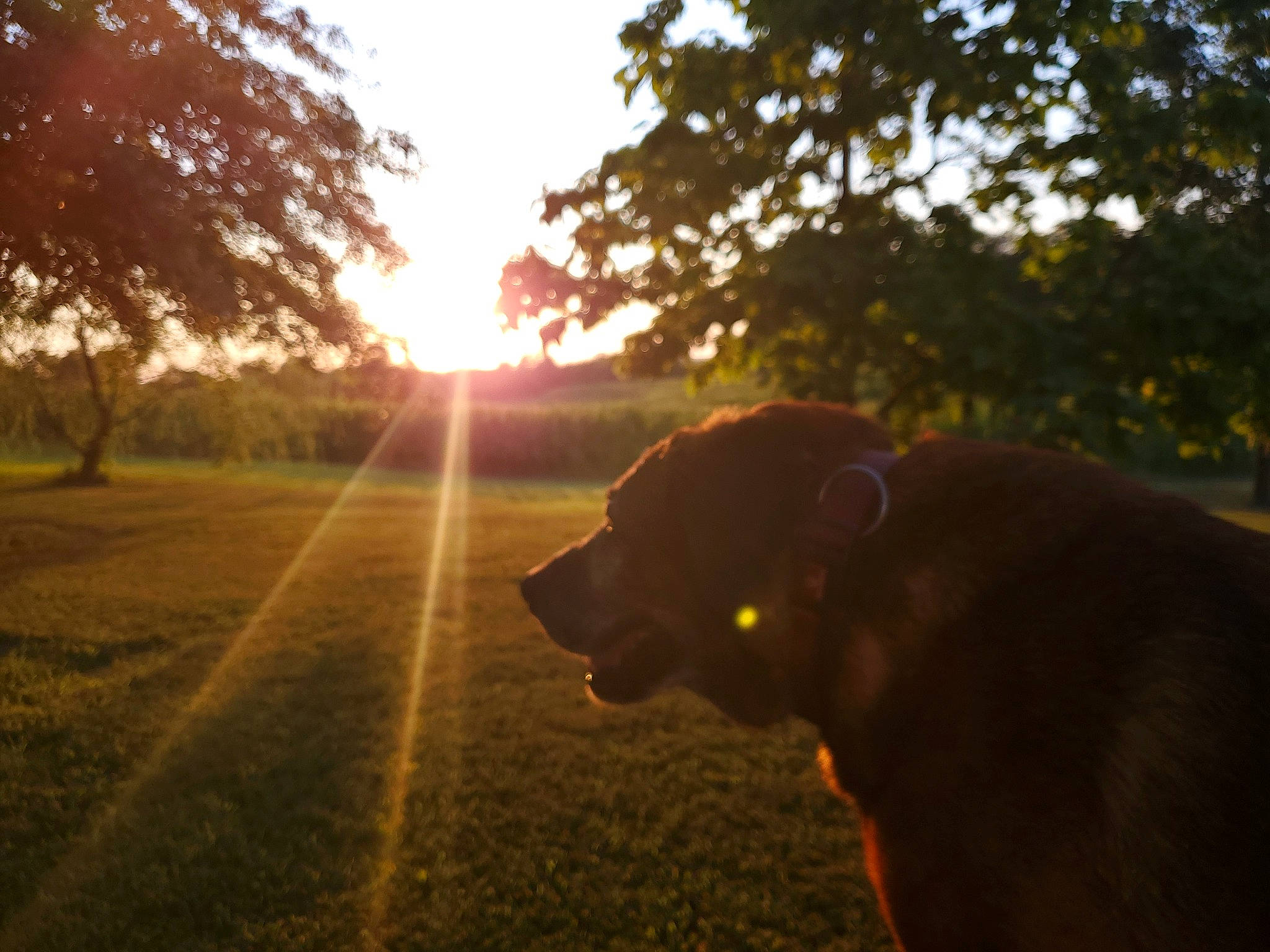 Arlene'S is registered to the contest to win money with this photo: backlighting, canidae, carnivore, dog, dog_breed, evening, fawn, guard_dog, heat, landscape, lens_flare, light, morning, sky, snout, sporting_group, sun, sunlight, sunset, tree