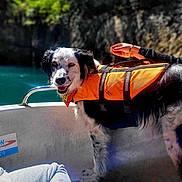 Raïley a rejoint le concours — aidez-le/la à gagner de superbes lots ! dog, life_jacket, boat, water, outdoor, nature, person, hand, rock, cliff, sunlight, happy, pet, animal, canine, summer, adventure, recreation, travel, vacation