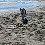 Raïley a rejoint le concours — aidez-le/la à gagner de superbes lots ! dog, beach, sand, ball, water, waves, running, outdoor, pet, play, sunny, coast, shore, animal, fun, daytime, nature, black_and_white, canine, leisure