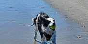 Raïley participe au concours pour gagner de l'argent avec cette photo : dog, beach, sand, water, tennis_ball, black_and_white, wet, shadow, person, walking, sunny, outdoor, playful, running, animal, canine, shoreline, recreation, fun, daytime