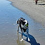 dog, beach, sand, water, tennis_ball, black_and_white, wet, shadow, person, walking, sunny, outdoor, playful, running, animal, canine, shoreline, recreation, fun, daytime