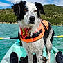Raïley a rejoint le concours — aidez-le/la à gagner de superbes lots ! dog, life_jacket, kayak, water, lake, forest, outdoor, adventure, pet, animal, nature, person, shoes, paddle, blue_sky, clouds, wet_fur, leash, sport, recreation