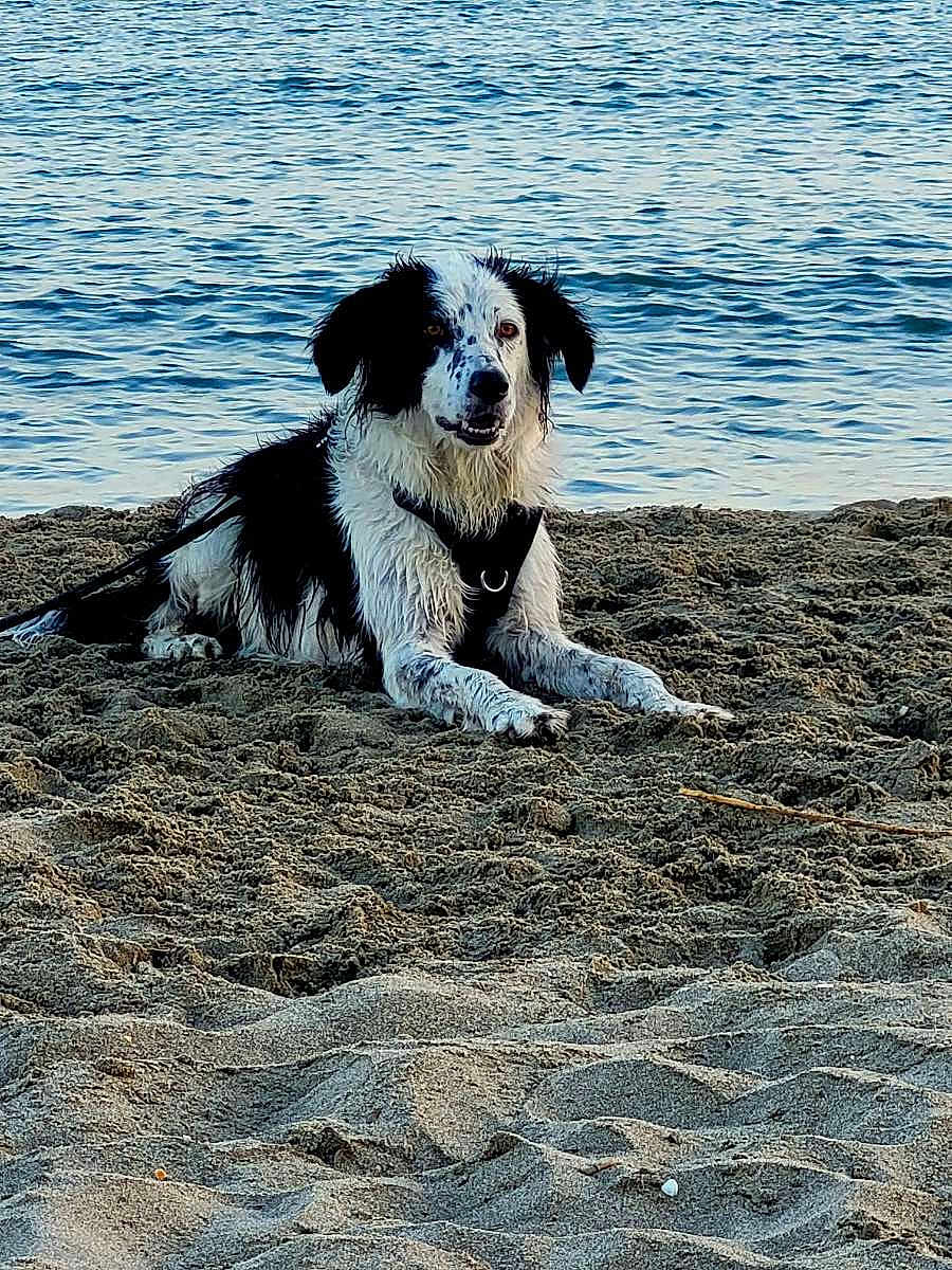 Raïley participe au concours pour gagner de l'argent avec cette photo : dog, beach, sand, water, sea, wet, black_and_white, canine, outdoor, nature, animal, relaxed, pet, shore, waves, daylight, fur, lying_down, summer, coast