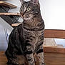 alert, animal, brown, cat, chair, curious, domestic_cat, ears, feline, furniture, home, indoor, looking_away, pet, sitting, staircase, striped, tabby, whiskers, wooden_table