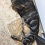 animal, cat, cozy, domestic, floor, fur, home, indoor, paw, peaceful, pet, quiet, relaxed, resting, sleeping, striped, tabby, tail, tile, whiskers