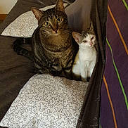 Kiki participe au concours pour gagner de l'argent avec cette photo : cat, couch, curious, cushion, domestic_animal, ears, eyes, feline, fur, home, indoor, pet, pillow, relaxing, sitting, striped_blanket, tabby_cat, two_cats, whiskers, white_cat