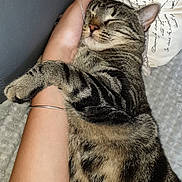 Kiki a rejoint le concours — aidez-le/la à gagner de superbes lots ! tabby_cat, cat, sleeping, pet, arm, human_hand, bracelet, blanket, pillow, indoor, cozy, relaxation, feline, fur, striped, domestic_animal, resting, comfort, cute, nap
