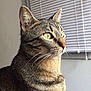 alert, animal, blinds, calm, cat, close_up, domestic_cat, feline, fur, green_eyes, household, indoor, looking, mammal, pet, portrait, side_view, tabby, whiskers, window
