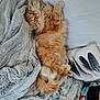 Simba a rejoint le concours — aidez-le/la à gagner de superbes lots ! cat, orange_cat, fluffy, pet, bed, blanket, pillow, cozy, indoor, relaxing, sleepy, cute, feline, resting, soft, domestic_animal, curious, lying_down, green_eyes, comfort