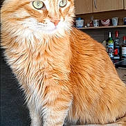 Simba a rejoint le concours — aidez-le/la à gagner de superbes lots ! cat, orange_tabby, fluffy_fur, sitting, kitchen_counter, indoor, domestic_cat, feline, green_eyes, close_up, pet, animal, whiskers, ears, tail, cabinet, bottle, household, fur_texture, natural_light