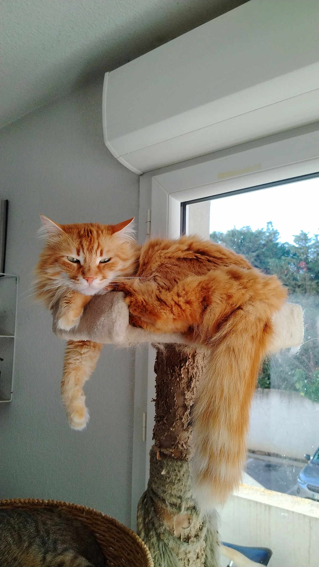 Simba
