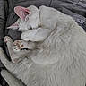 cat, white_cat, sleeping, curled_up, paw, fur, cozy, blanket, indoor, pet, animal, cute, resting, soft, relaxed, feline, whiskers, ears, pink_paw_pads, tail