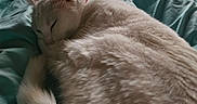 Snow participe au concours pour gagner de l'argent avec cette photo : animal, bed, blanket, cat, close_up, comfort, cozy, cute, domestic_cat, fur, indoor, nap, pet, quiet, relaxing, resting, sleeping, soft_light, tail, white_cat