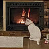 cat, white_cat, fireplace, fire, flames, indoor, cozy, warm, wood, brick, pet, animal, sitting, table, collar, relaxing, home, comfort, quiet, evening