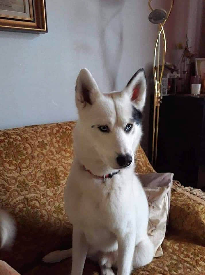 Zarko a rejoint le concours — aidez-le/la à gagner de superbes lots ! canidae, carnivore, collar, comfort, companion_dog, dog, dog_breed, dog_collar, fawn, flooring, fur, lamp, paw, snout, sporting_group, tail, whiskers, window, wood, working_animal