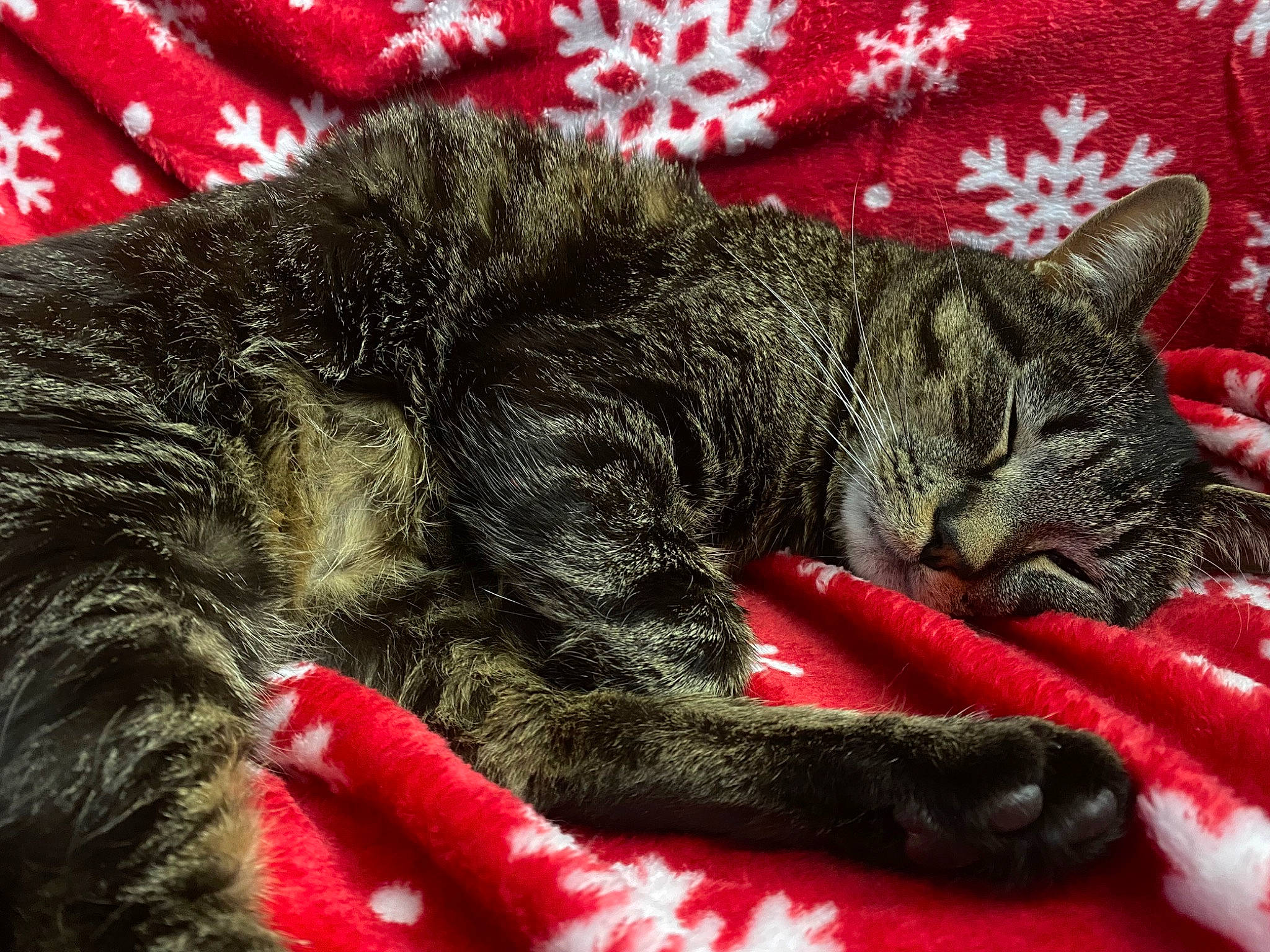 Kayd is registered to the contest to win money with this photo: art, carmine, carnivore, cat, claw, comfort, domestic_short_haired_cat, felidae, foot, fur, grey, nap, paw, sleep, small_to_medium_sized_cats, snout, tail, terrestrial_animal, textile, whiskers