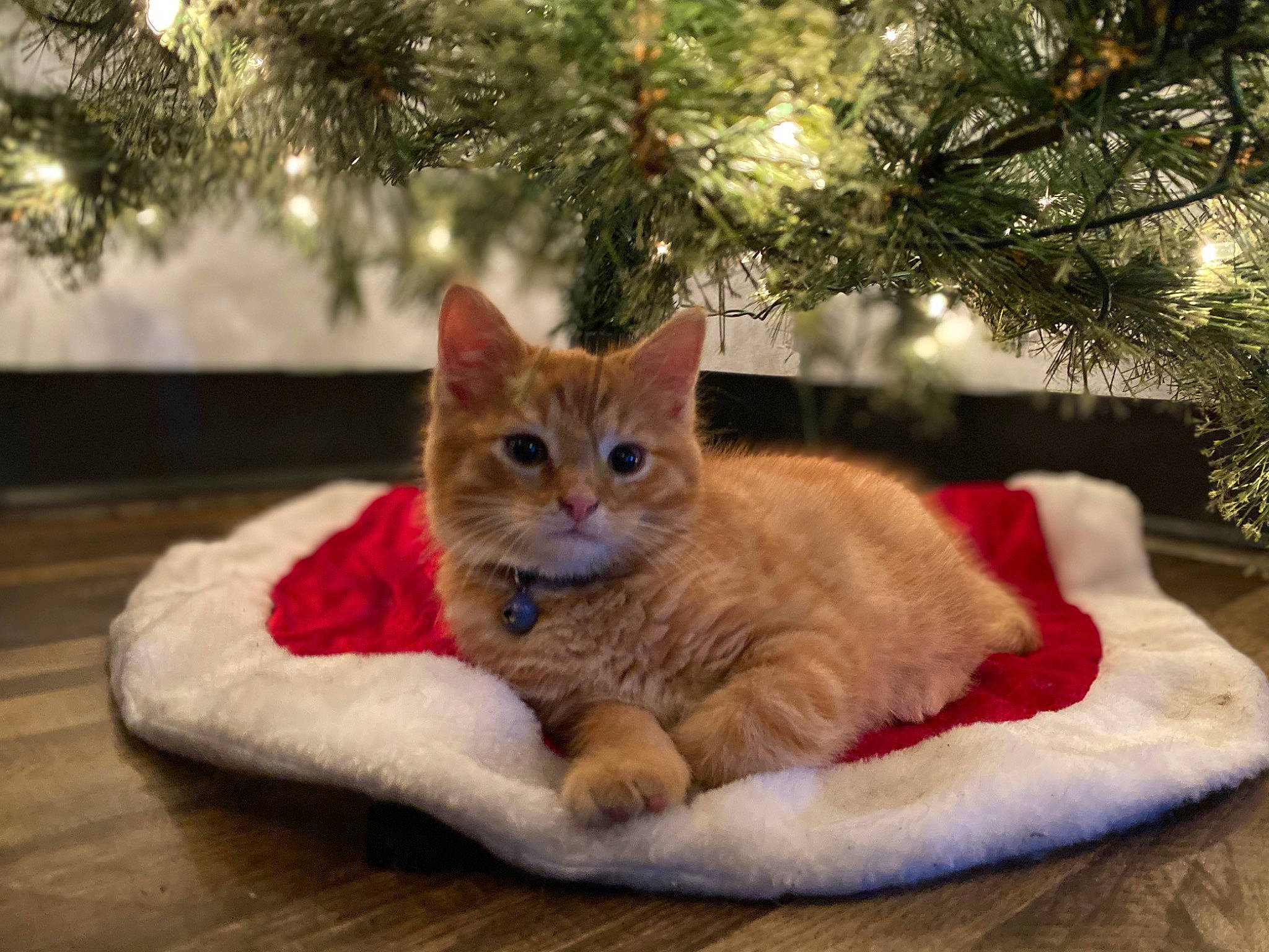 Orange Pineapple joined the competition — help win amazing prizes! carnivore, cat, christmas, christmas_ornament, christmas_tree, comfort, conifer, couch, domestic_short_haired_cat, event, fawn, felidae, fur, paw, small_to_medium_sized_cats, snout, tail, tree, whiskers, wood