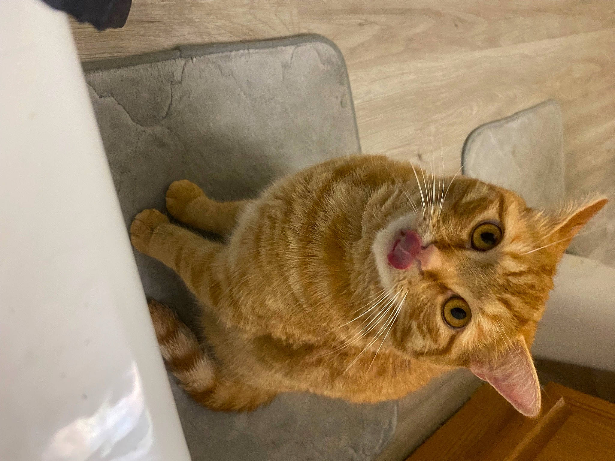 Orange Pineapple joined the competition — help win amazing prizes! carnivore, cat, claw, comfort, domestic_short_haired_cat, ear, eye, fawn, felidae, fur, glasses, paw, room, small_to_medium_sized_cats, snout, tail, terrestrial_animal, whiskers, wood