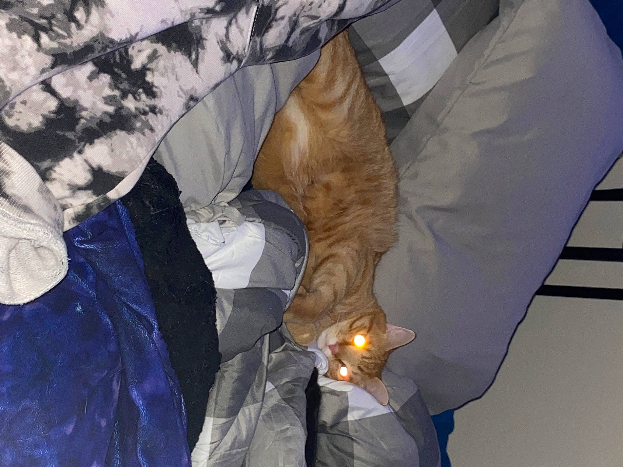 Orange Pineapple joined the competition — help win amazing prizes! bat, carnivore, cat, comfort, electric_blue, feather, felidae, fur, heat, linens, room, small_to_medium_sized_cats, tail, tints_and_shades, whiskers, wing, winter, wood