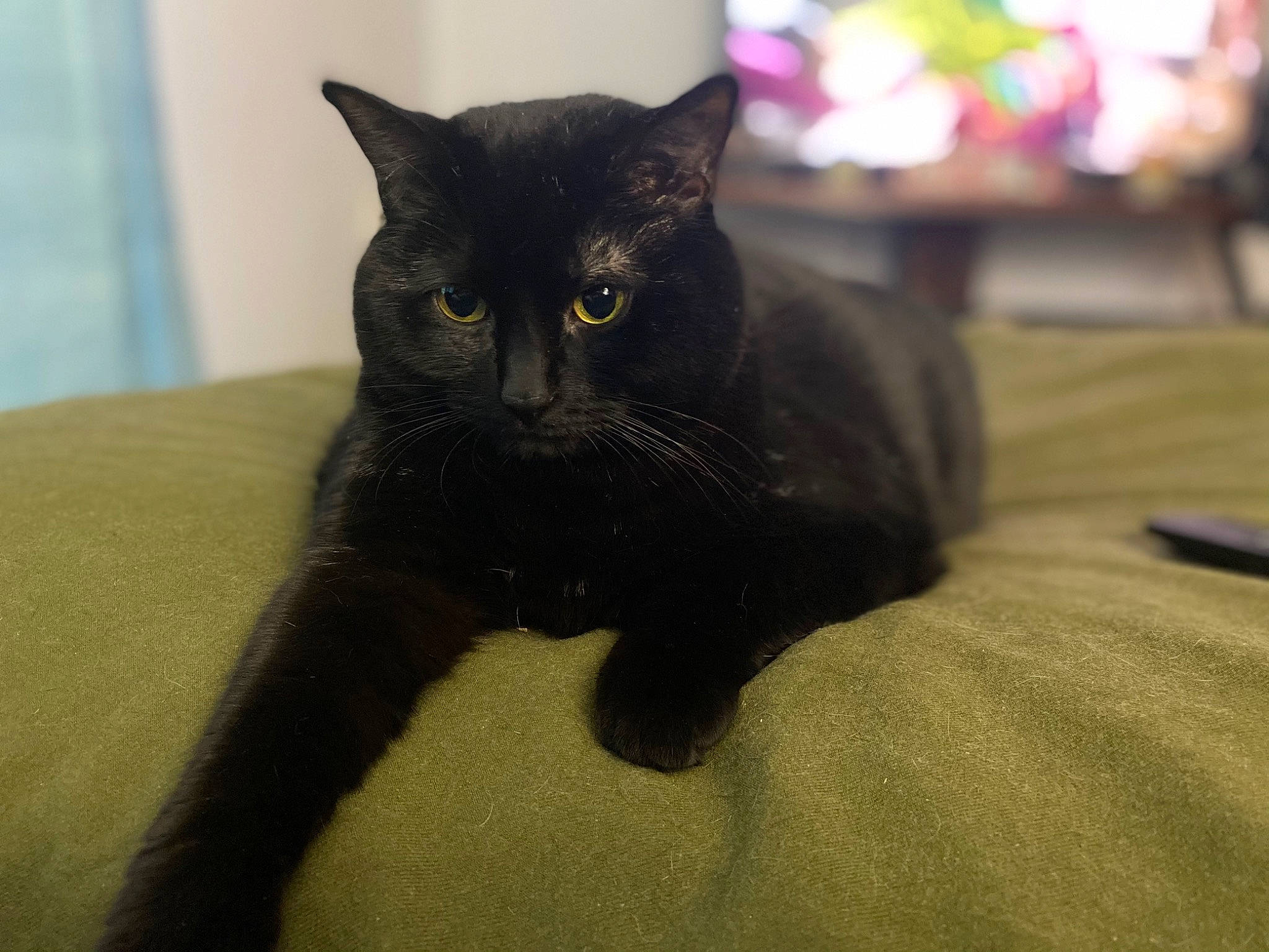 Chaos joined the competition — help win amazing prizes! black_cat, bombay, carnivore, cat, cat_supply, claw, comfort, domestic_short_haired_cat, felidae, fur, grey, havana_brown, paw, small_to_medium_sized_cats, snout, tail, terrestrial_animal, whiskers