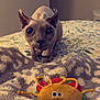 sphynx_cat, cat, toy, blanket, bed, indoor, curious, patterned, fuzzy, animal, pet, close_up, soft_toy, playful, bedroom, feline, unique_eyes, hairless_cat, curiosity, domestic_animal