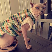 Raisin joined the competition — help win amazing prizes! sphynx_cat, hairless_cat, cat, knitted_sweater, table, wooden_table, indoor, furniture, chair, door, wall, pet, animal, feline, looking_back, curious, domestic, cozy, neutral_colors, home