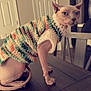sphynx_cat, hairless_cat, cat, knitted_sweater, table, wooden_table, indoor, furniture, chair, door, wall, pet, animal, feline, looking_back, curious, domestic, cozy, neutral_colors, home