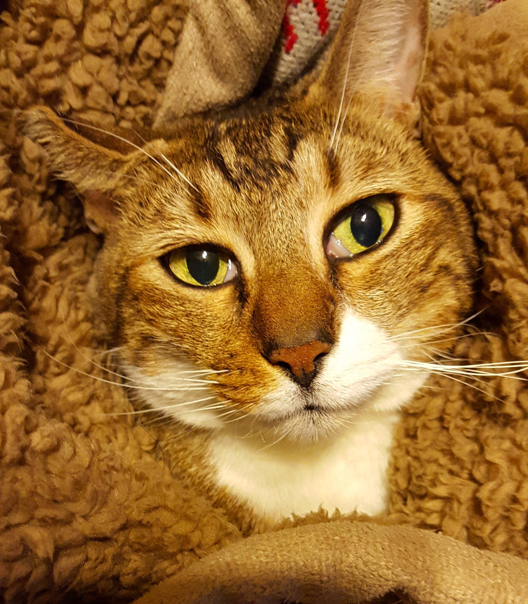 Mikey is registered to the contest to win money with this photo: bobcat, carnivore, cat, domestic_short_haired_cat, fawn, felidae, fur, grass, small_to_medium_sized_cats, snout, tail, terrestrial_animal, tree, whiskers, wildlife, wood