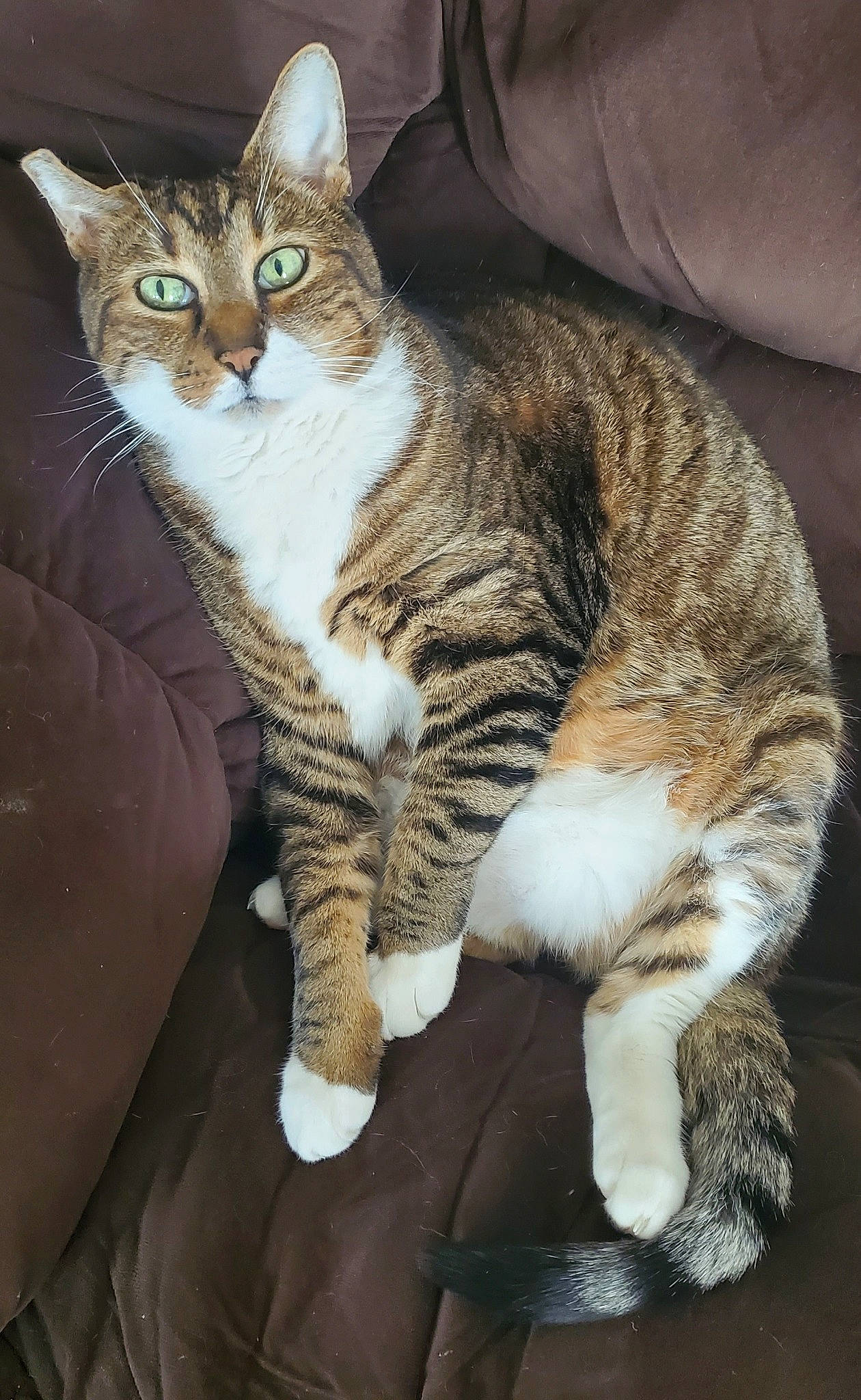 Mikey joined the competition — help win amazing prizes! carnivore, cat, claw, comfort, domestic_short_haired_cat, felidae, foot, fur, paw, sitting, small_to_medium_sized_cats, snout, tail, terrestrial_animal, whiskers