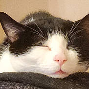 Rachet is registered to the contest to win money with this photo: animal, black_and_white, cat, close_up, closed_eyes, cozy, cute, domestic_cat, ears, face, feline, fur, indoor, nap, pet, pink_nose, relaxed, resting, sleeping, whiskers