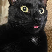 Mars is registered to the contest to win money with this photo: alert, animal, black_cat, blep, cat, close_up, closeup, cozy, curious, cute, domestic_cat, expression, feline, fur, indoor, pet, portrait, tongue_out, whiskers, wide_eyes