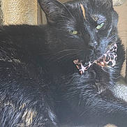 Raven joined the competition — help win amazing prizes! animal, bell, black_cat, bow_tie, cat, cat_tree, close_up, cute, domestic_cat, feline, fur, green_eyes, indoor, leopard_print, pet, relaxed, resting, sleepy, soft_light, whiskers